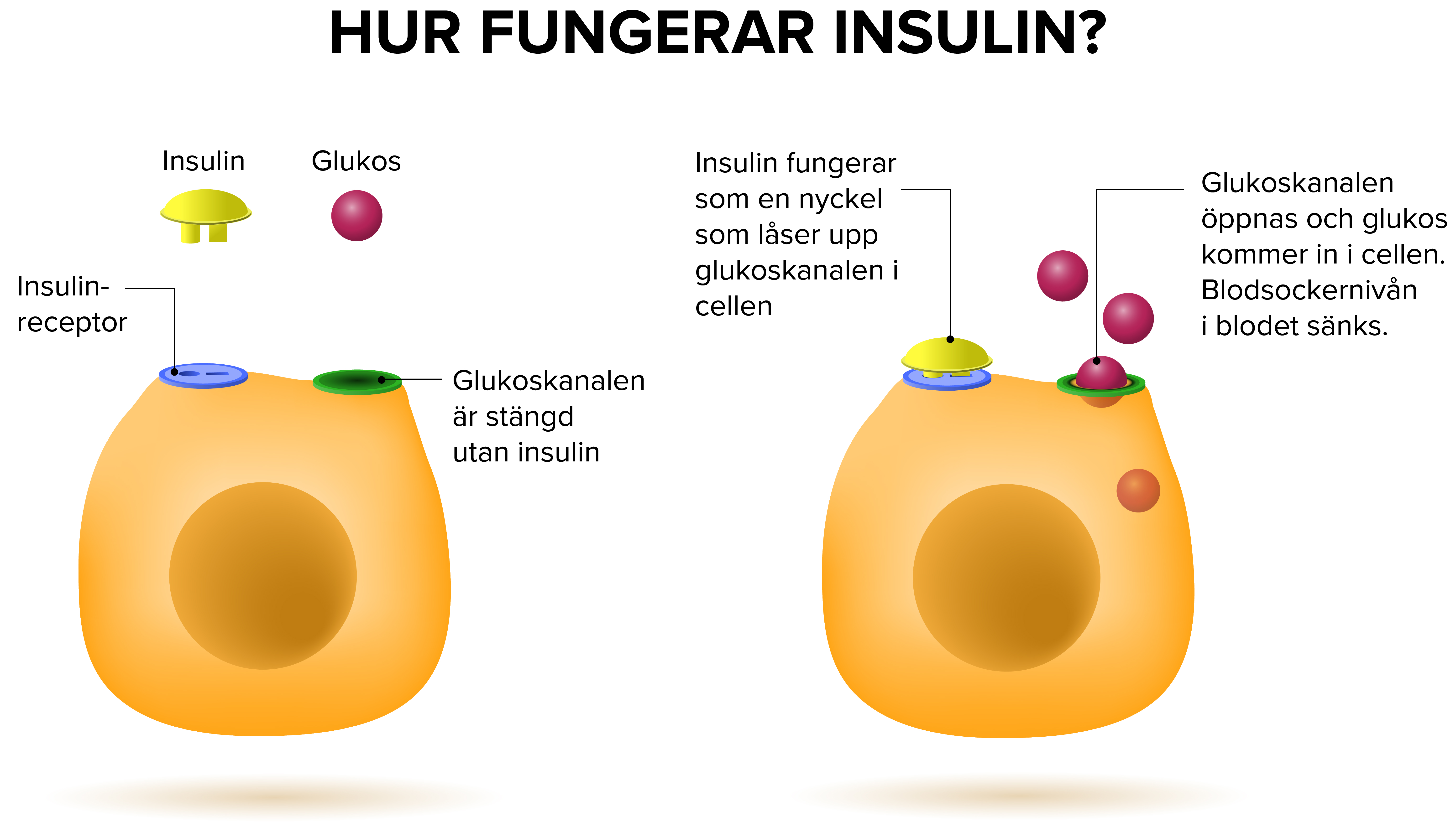 insulin i kroppen insulin i kroppen