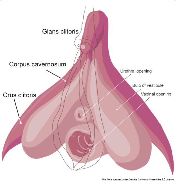Clitoris inner anatomy