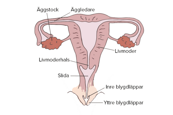 Menstruation – läromedel till lektion i biologi åk 7,8,9