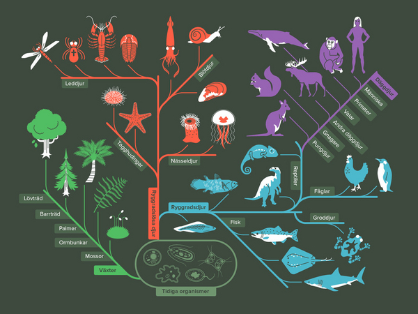 Evolution - läromedel biologi åk 9.