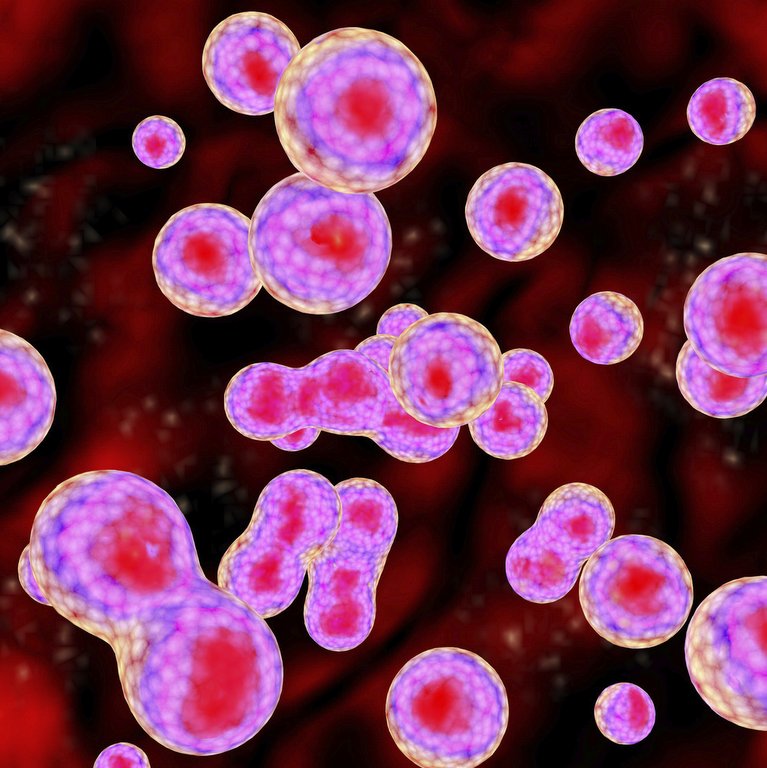 Biologi Nationella Prov åk 9